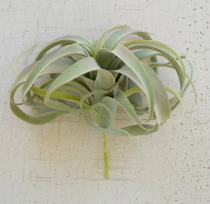 EXTRA LARGE TILLANDSIA PLANT