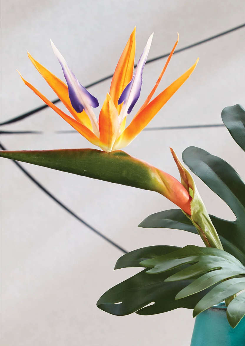 BIRD OF PARADISE STEM 31.5"